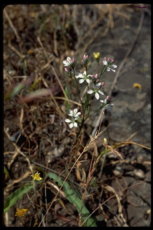 Linum congestum habit