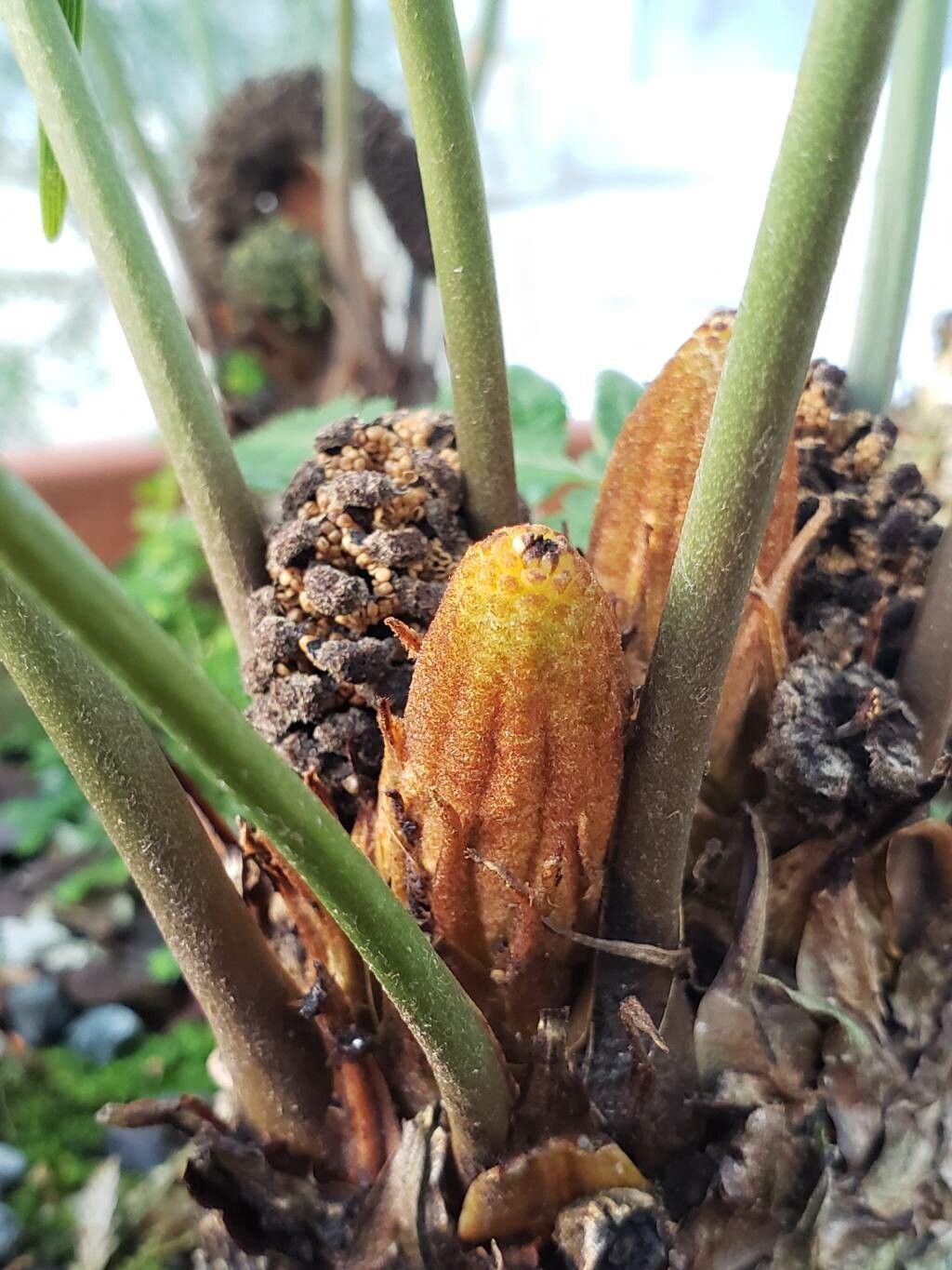 Zamia portoricensis other