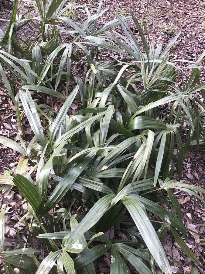 Rhapidophyllum hystrix leaf