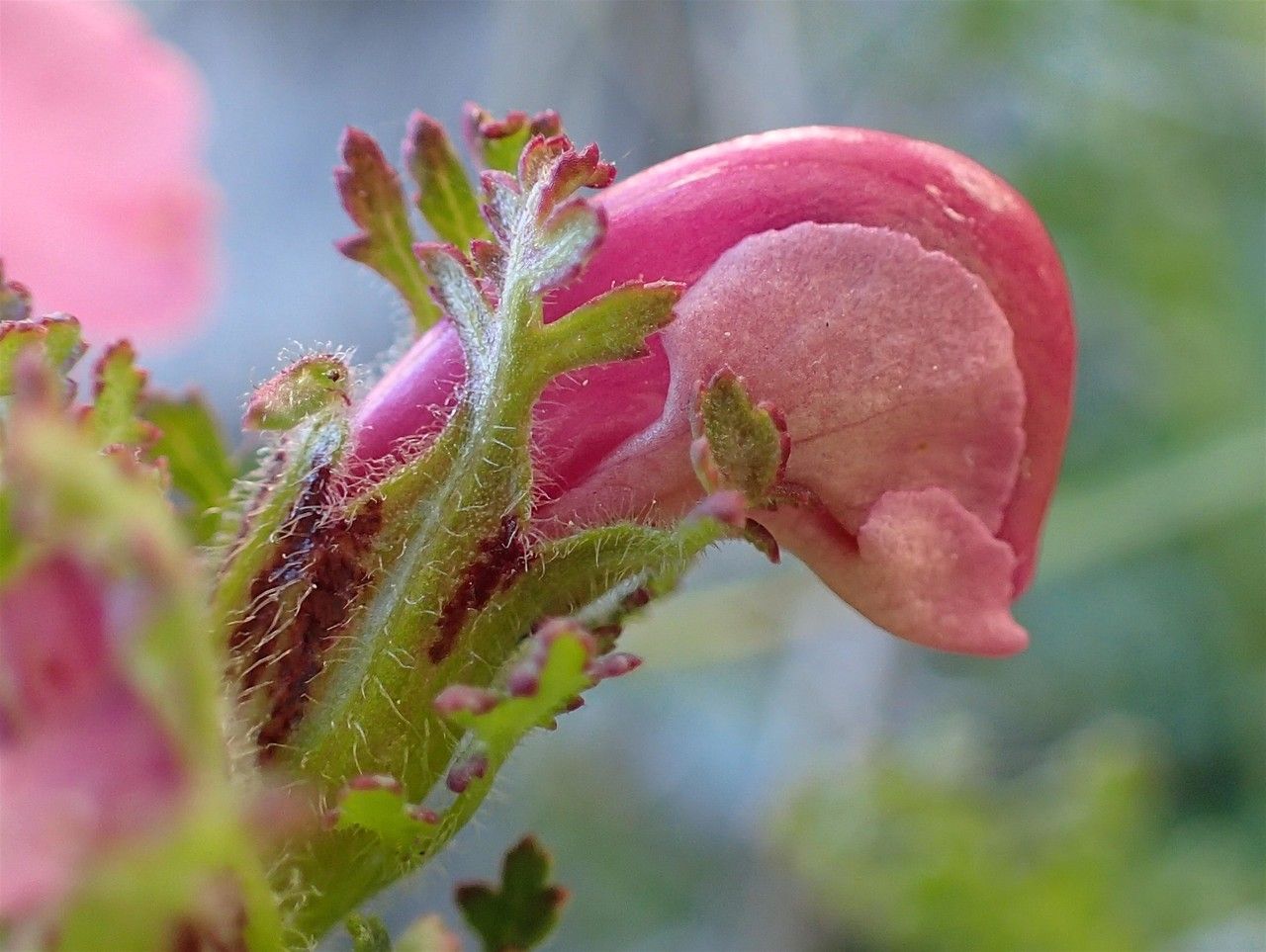 Pedicularis gyroflexa fruit