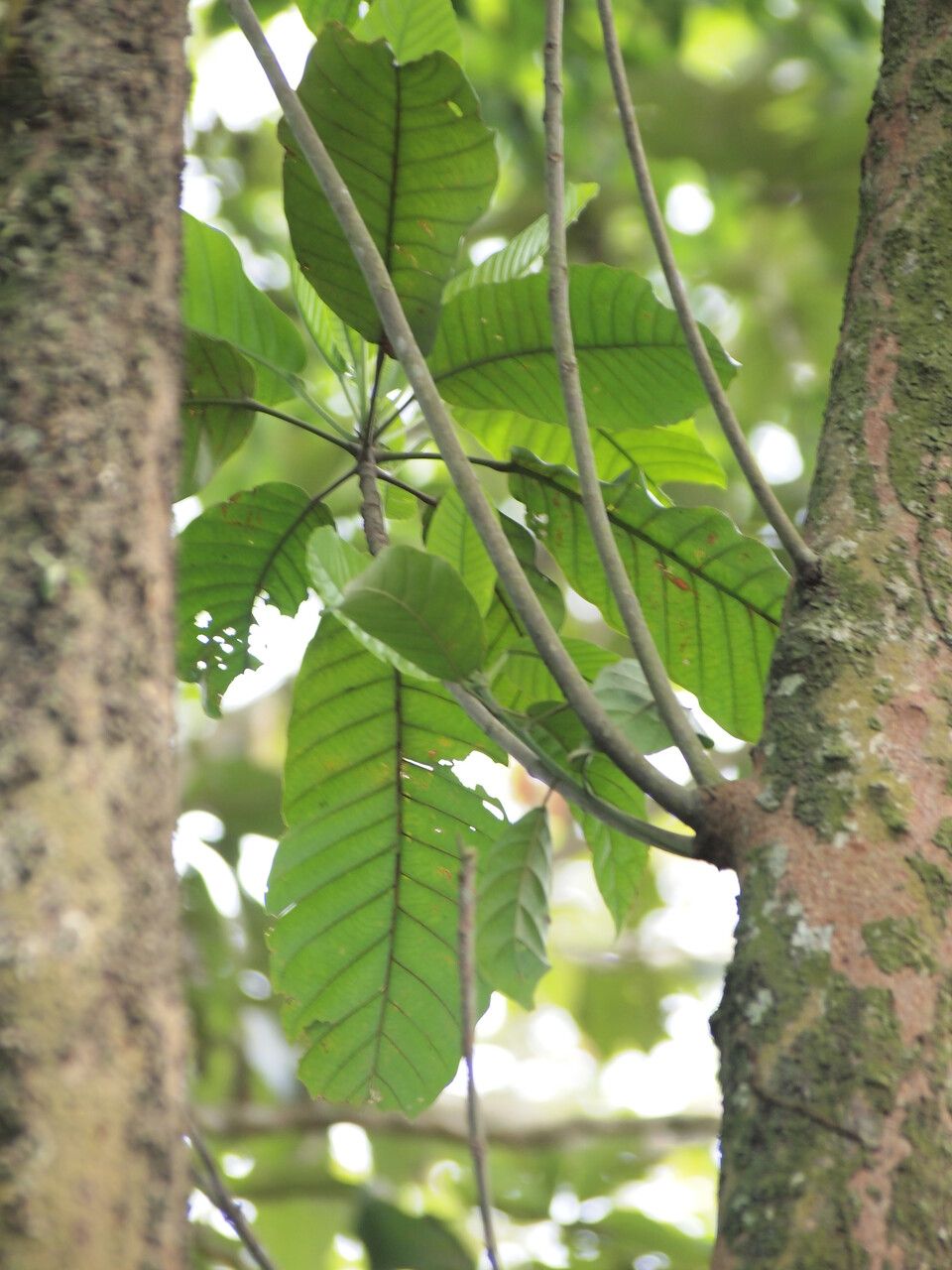 Uapaca guineensis — houseplant care guide