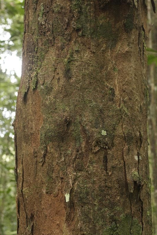 Eschweilera squamata bark