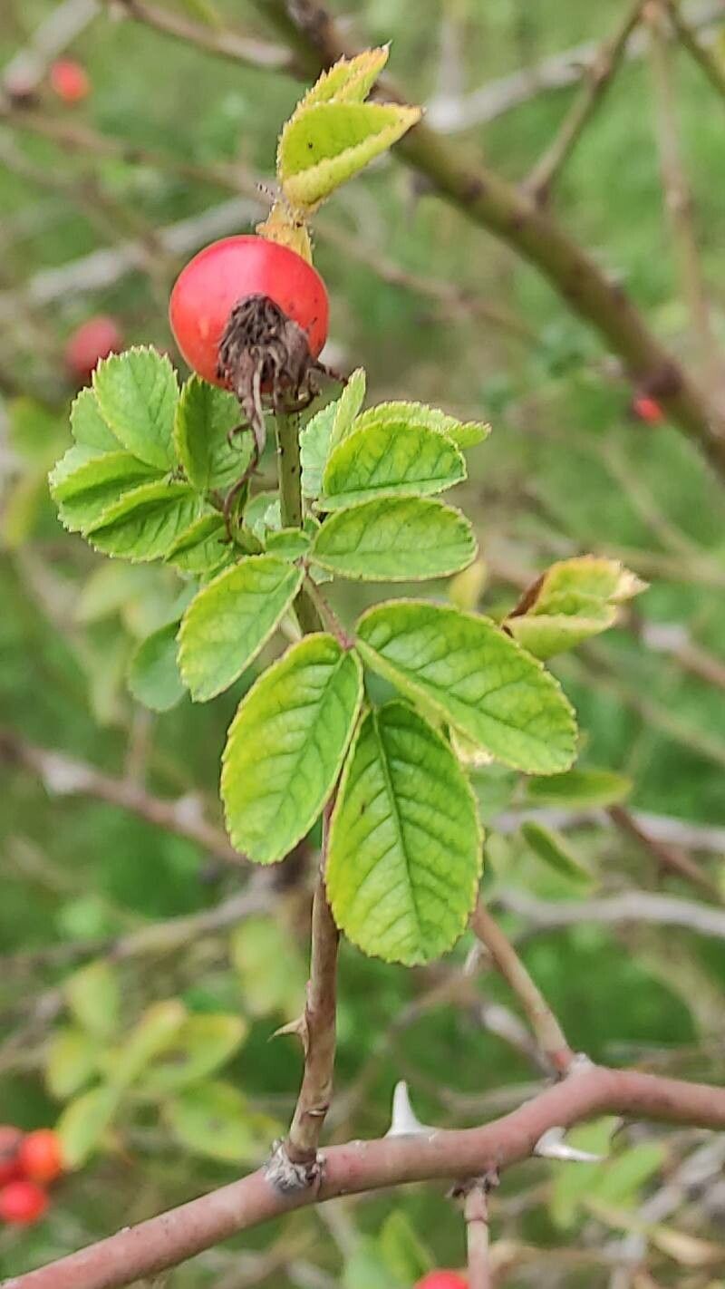 Rosa caryophyllacea — houseplant care guide