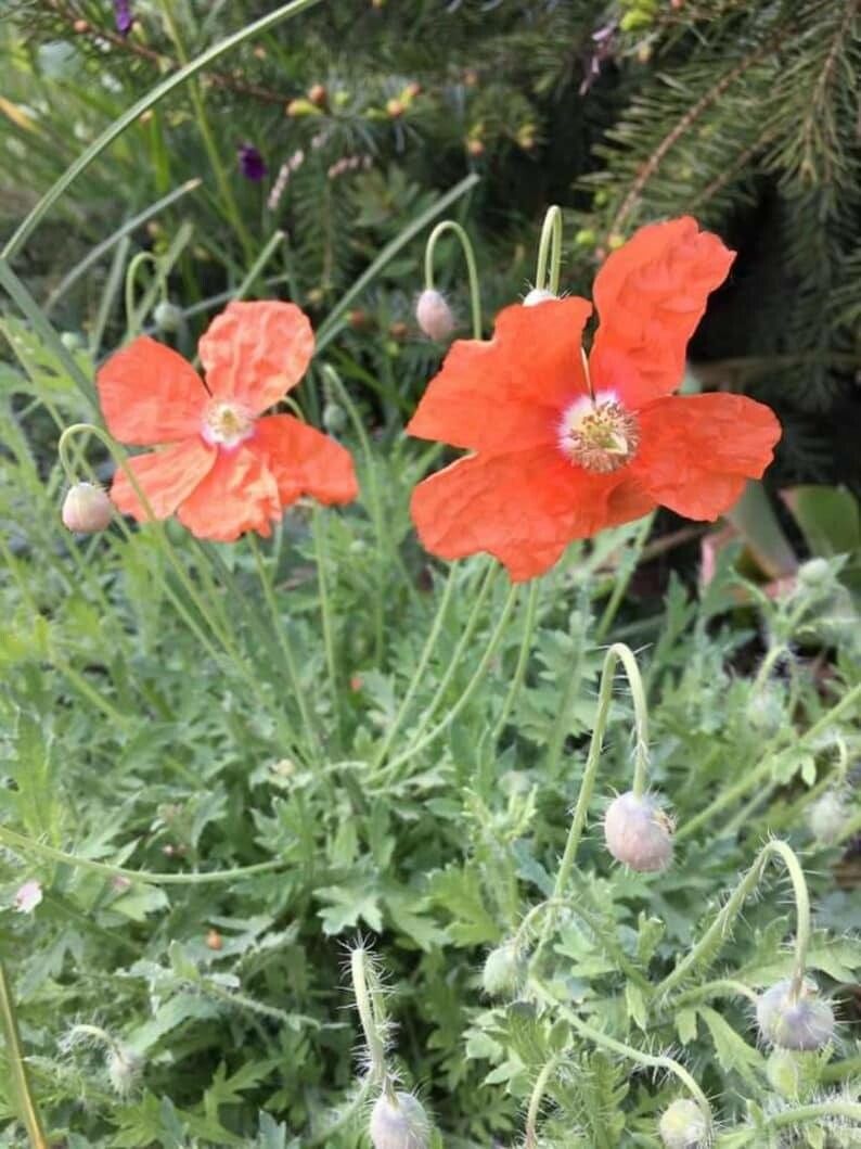 Papaver fugax — search result for 'Papaver'