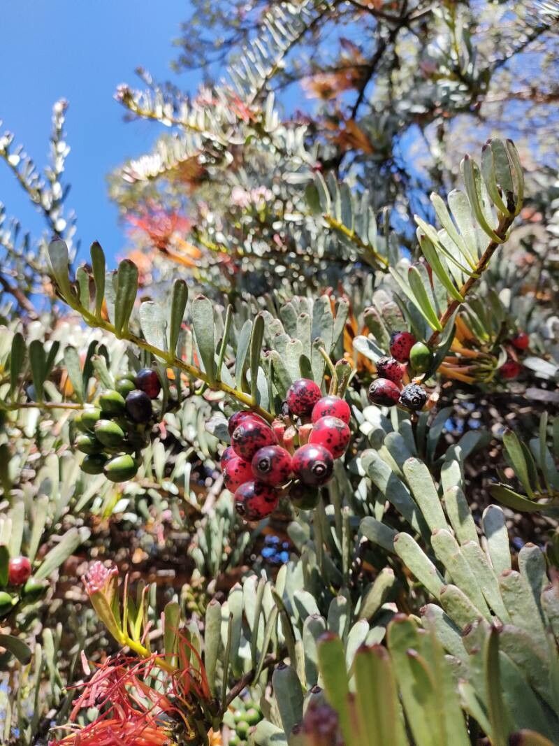 Tristerix longibracteatus fruit