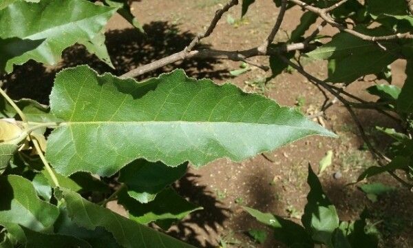 Croton mauritianus leaf