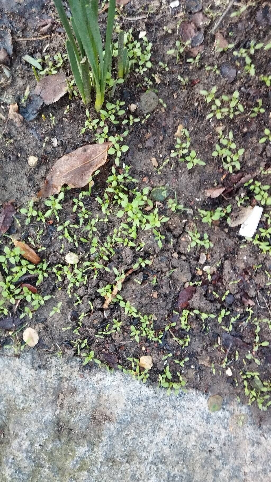 Callitriche terrestris — search result for 'Plantaginaceae'