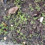 Callitriche terrestris