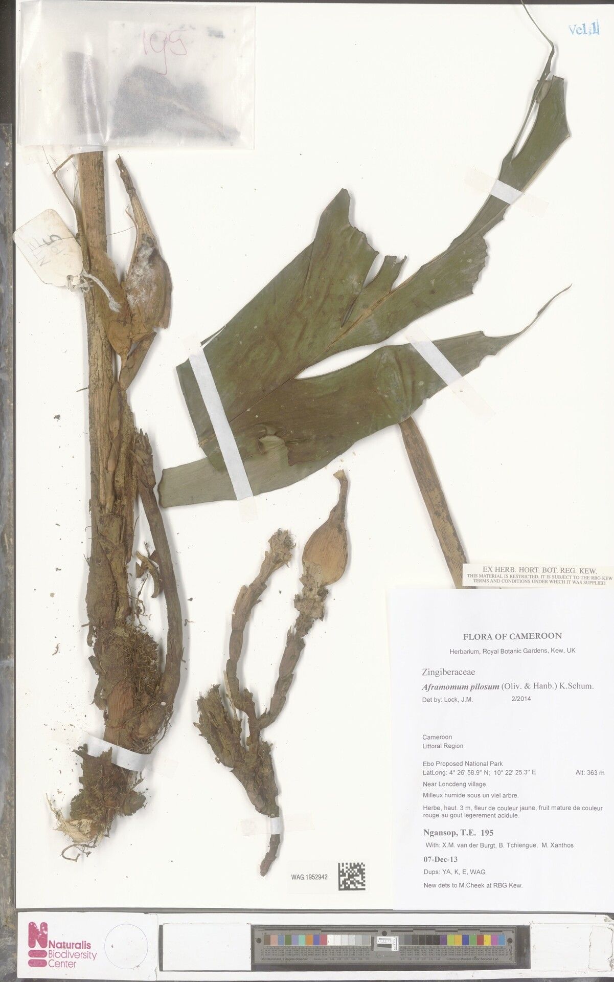 Aframomum pilosum — houseplant care guide