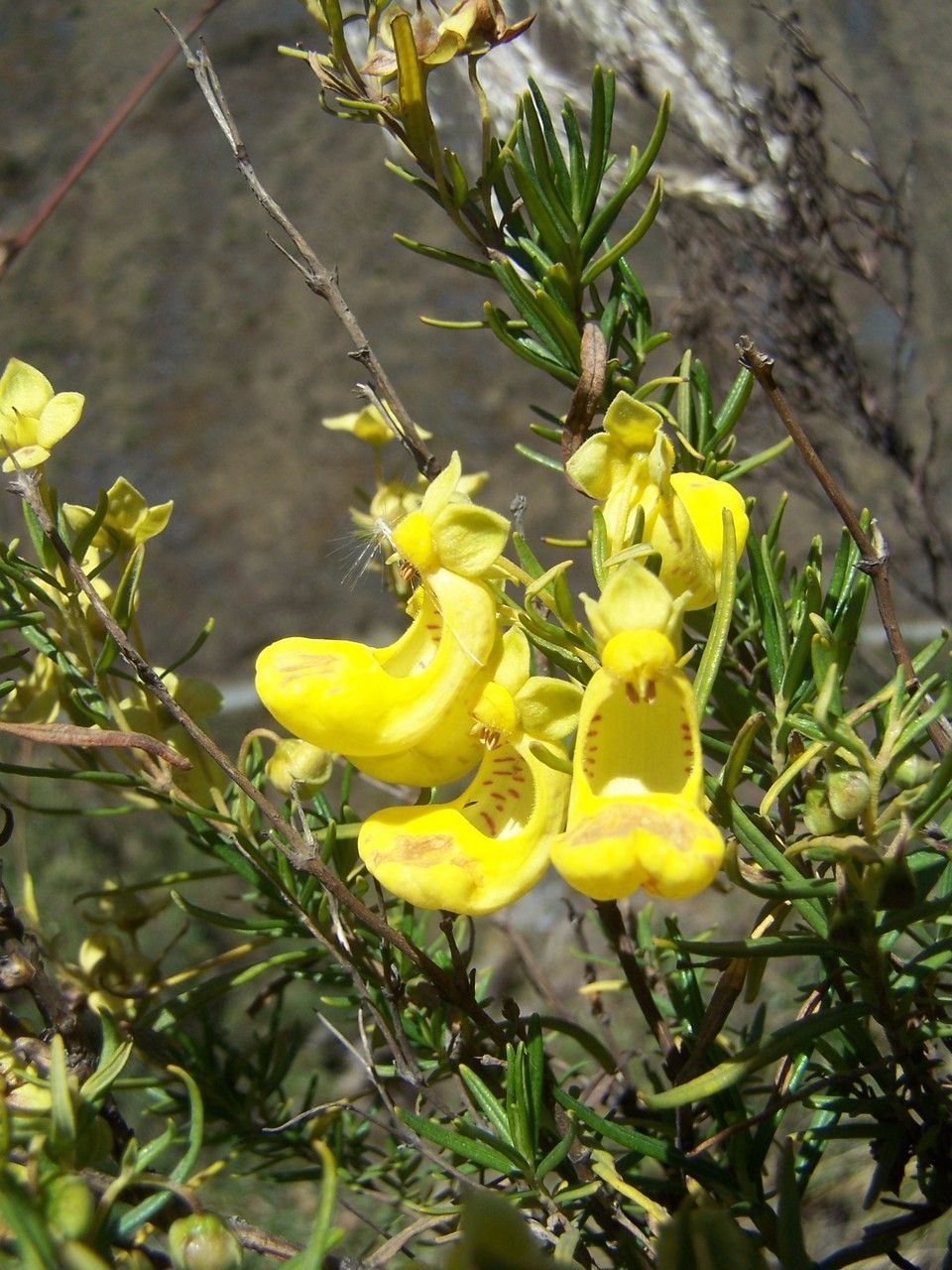 Calceolaria buchtieniana — houseplant care guide