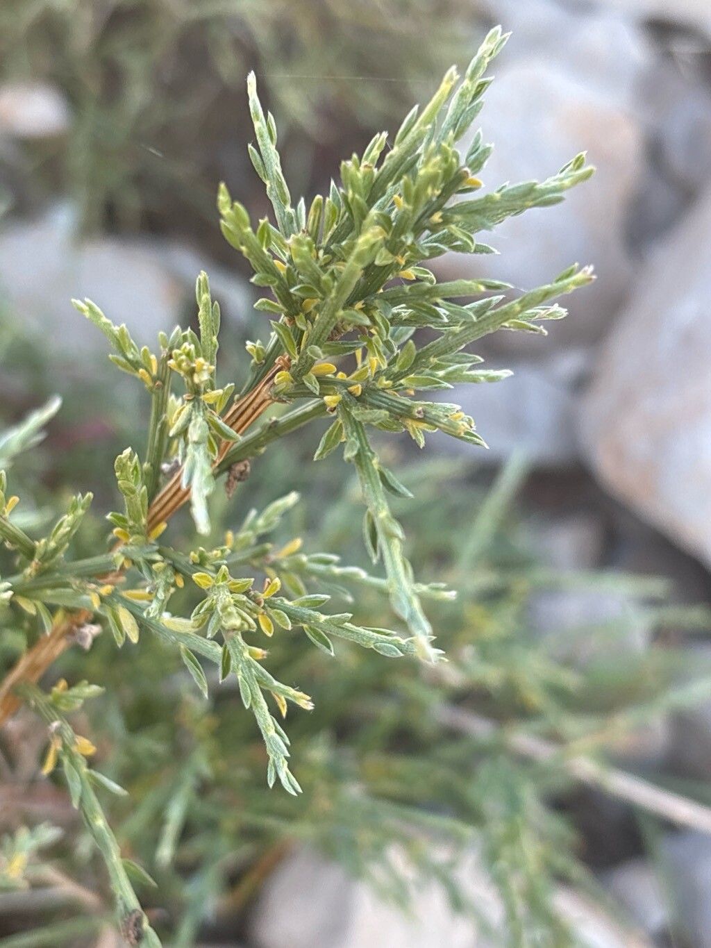 Genista legionensis leaf