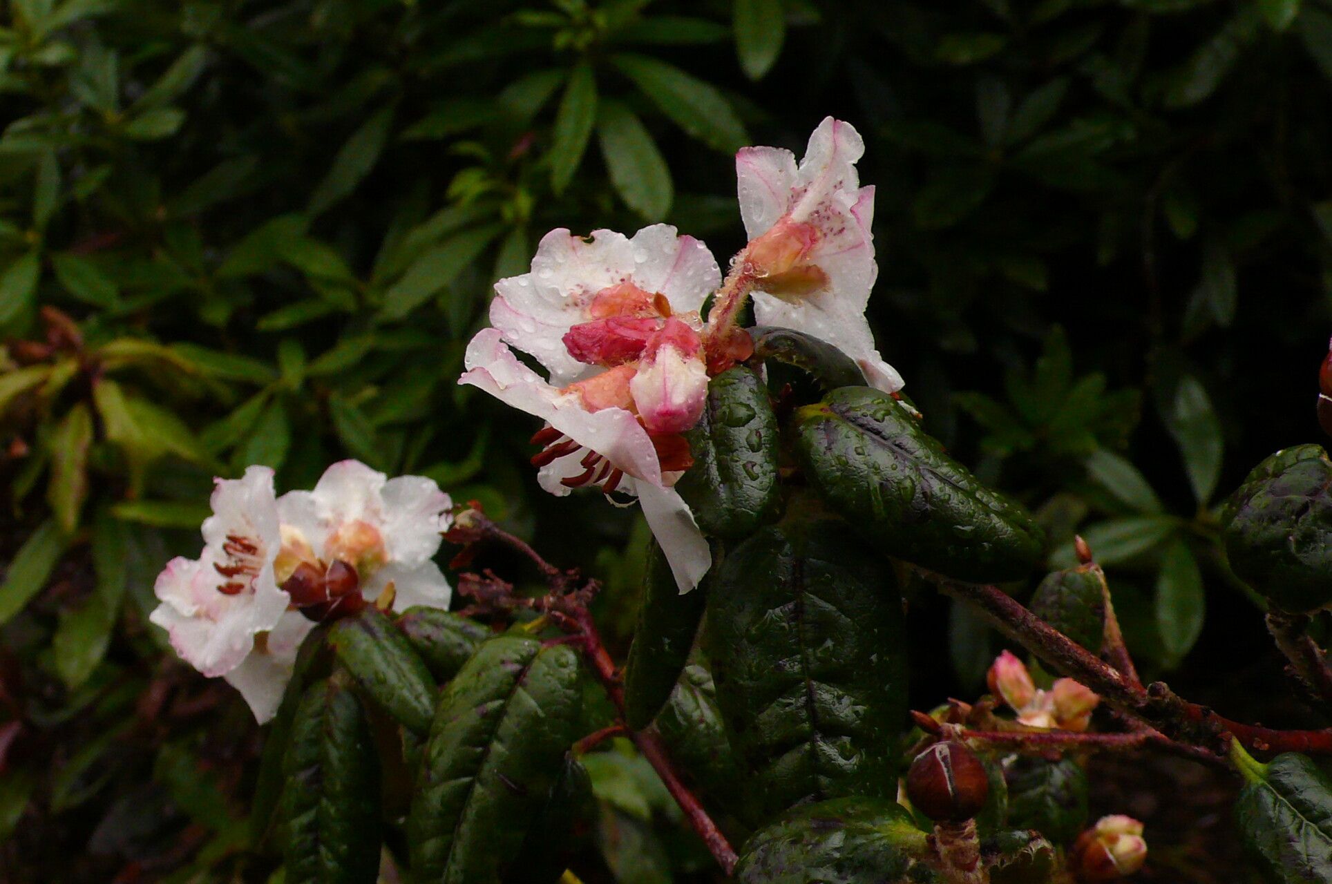 Rhododendron pendulum flower