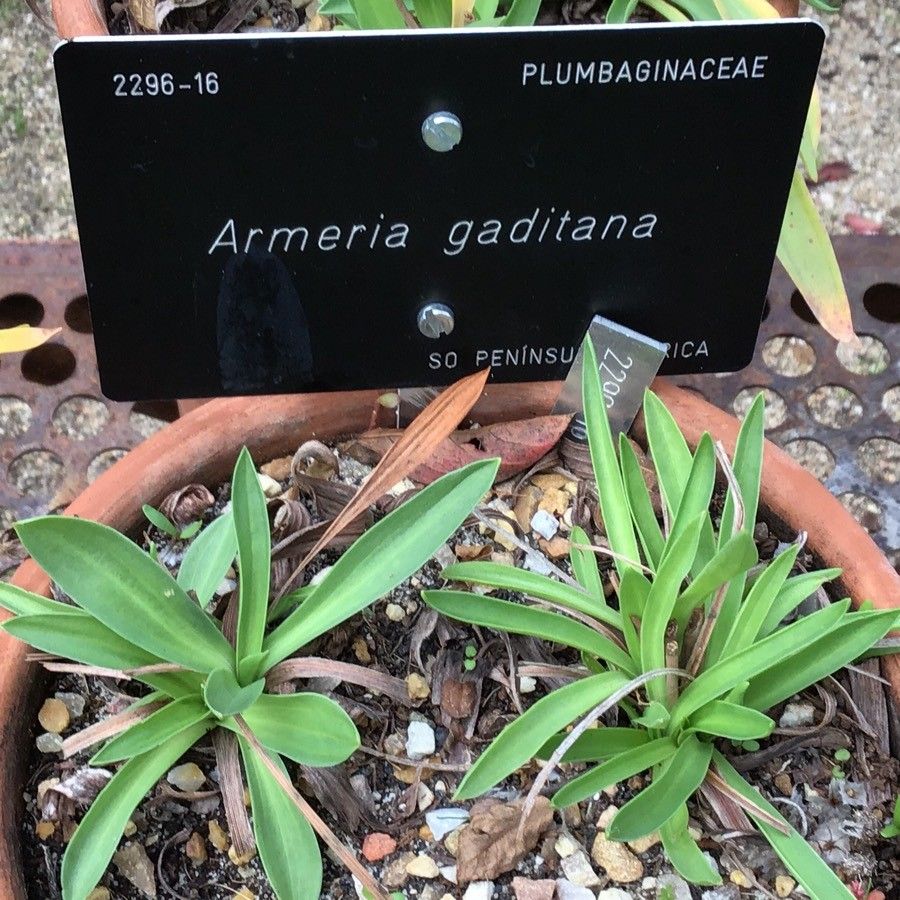 Armeria gaditiana — houseplant care guide