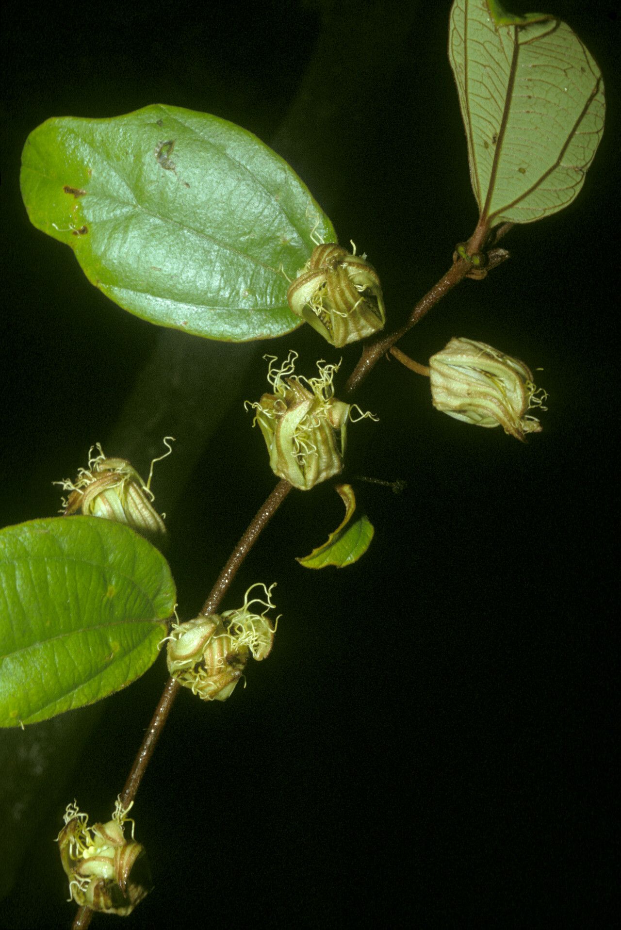 Passiflora rufa flower