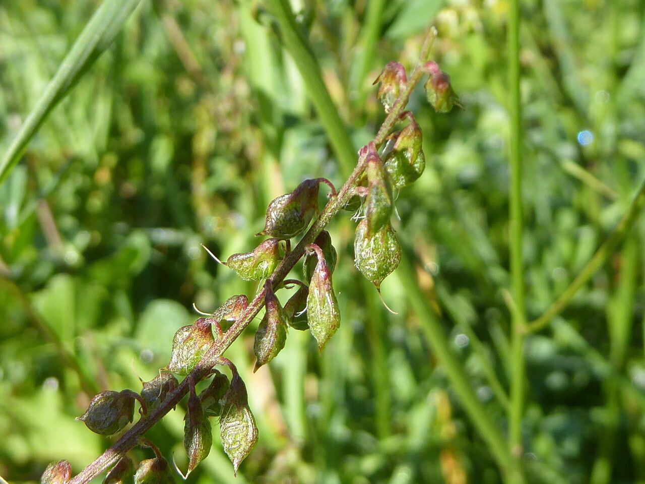 Melilotus altissimus fruit
