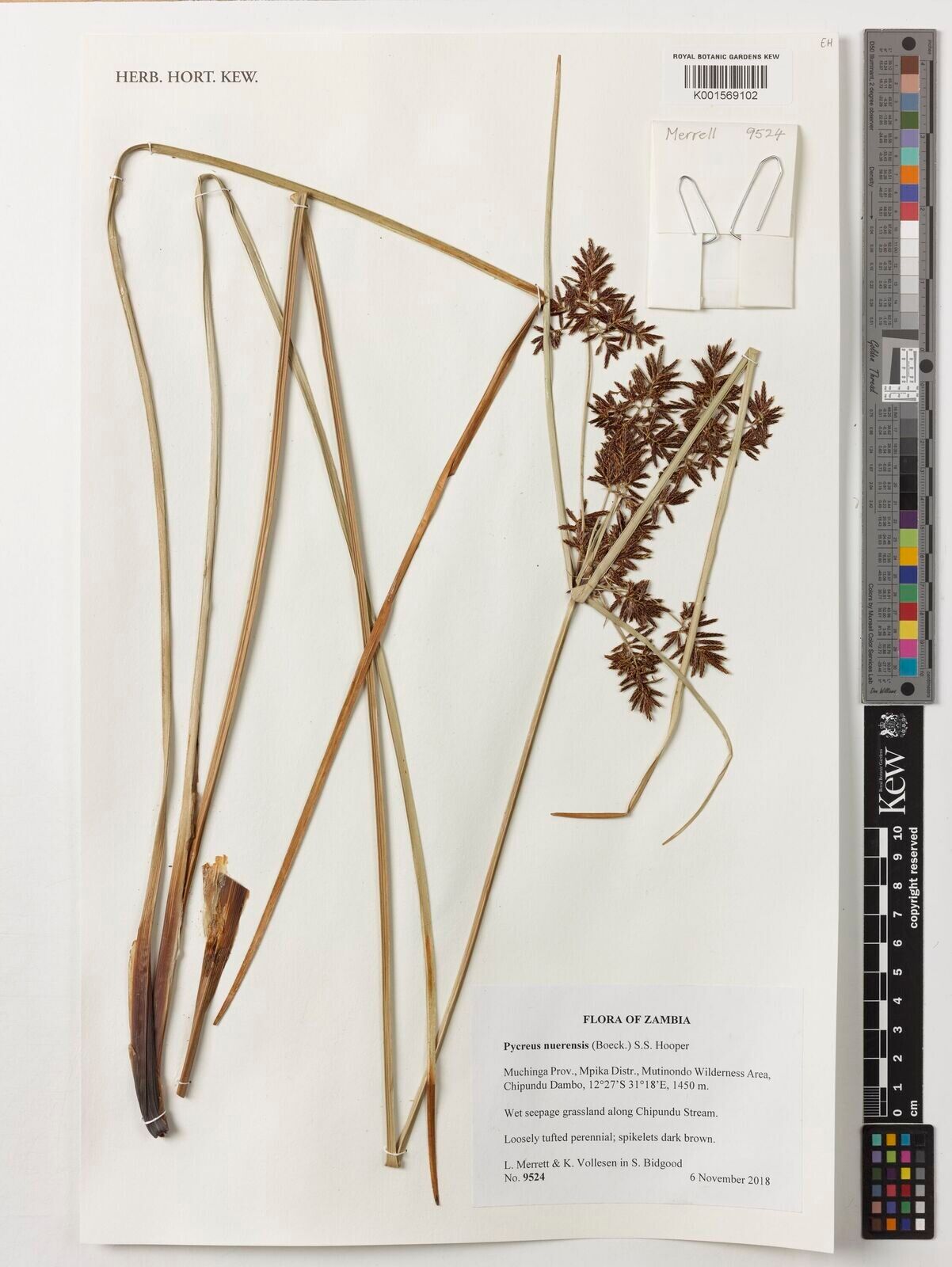 Cyperus nuerensis — houseplant care guide