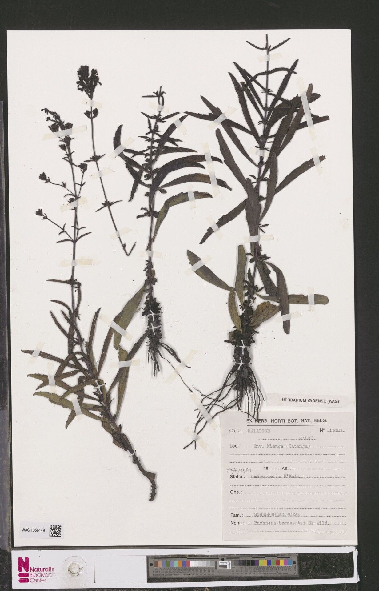 Buchnera bequaertii — related species from the same genus