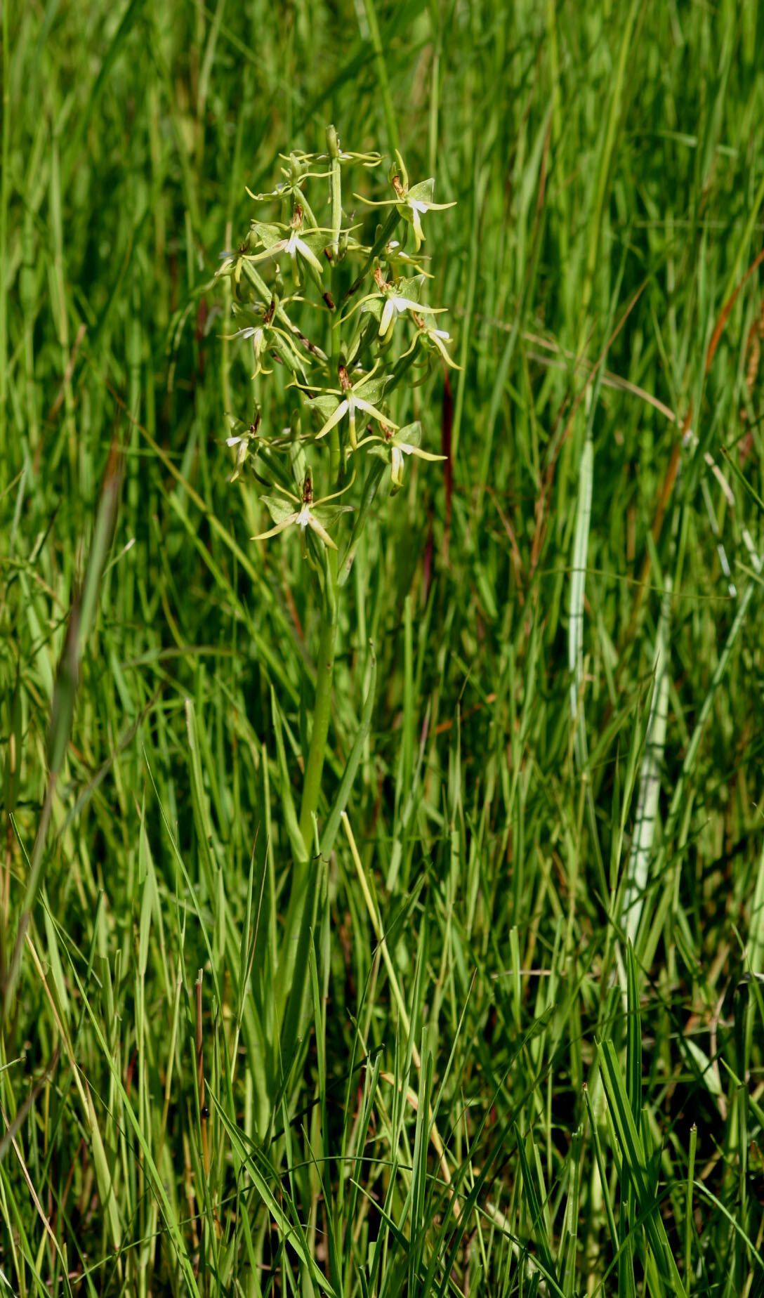 Habenaria rautaneniana habit