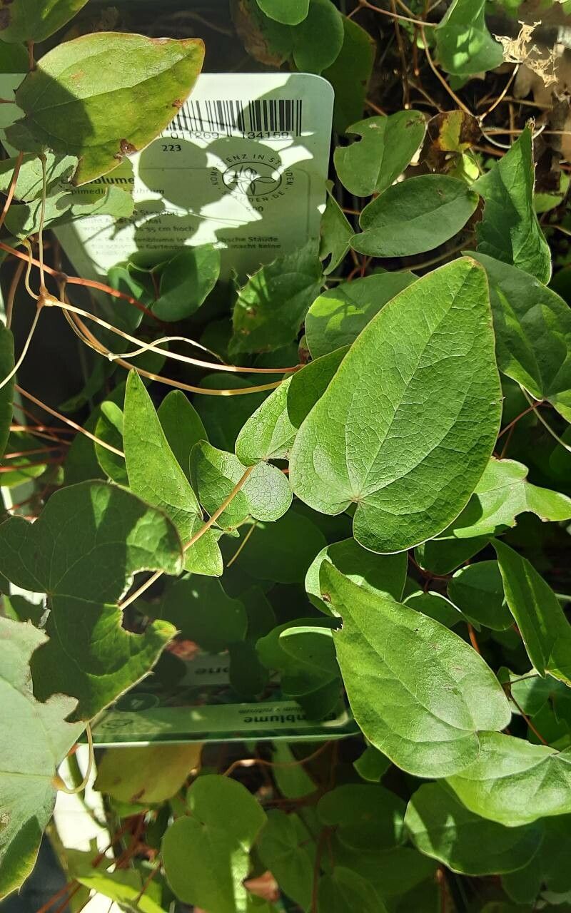 Epimedium × rubrum — search result for 'Berberidaceae'