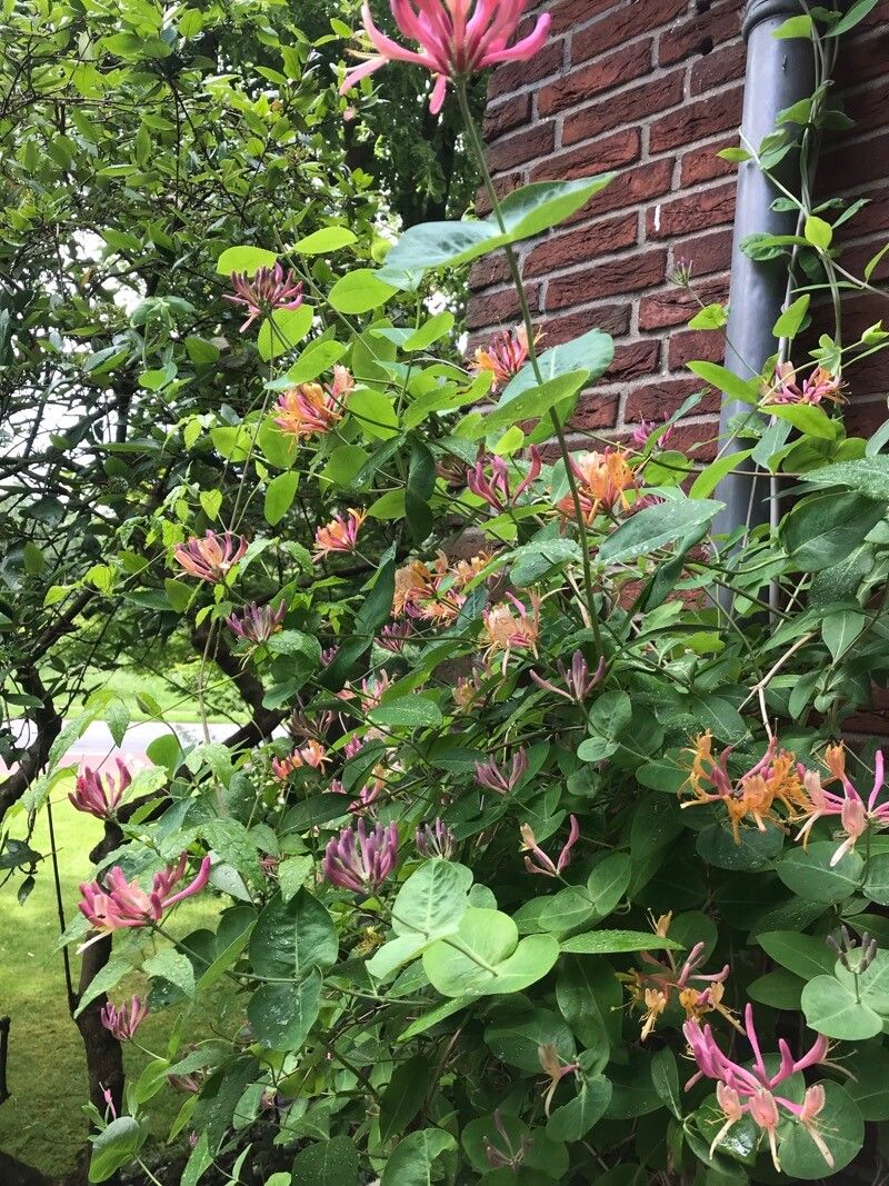 Lonicera × heckrottii flower