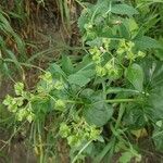 Mirabilis nyctaginea