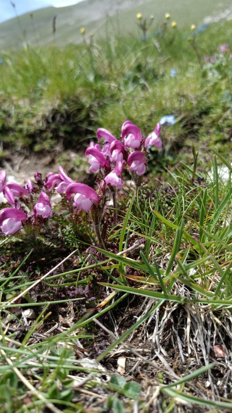 Pedicularis petiolaris flower