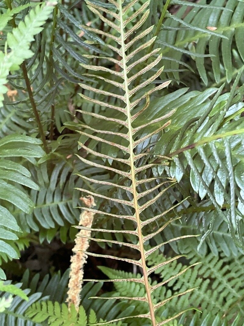 Blechnum spicant fruit