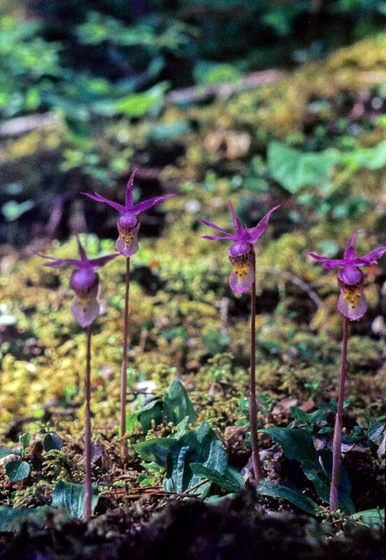 Calypso bulbosa habit