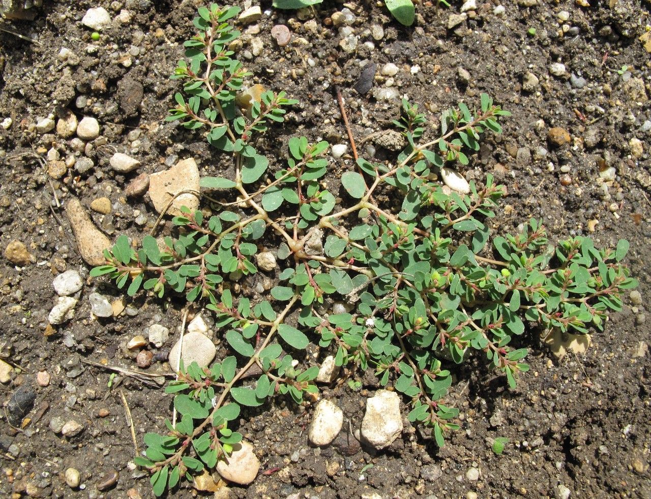 Euphorbia humifusa habit