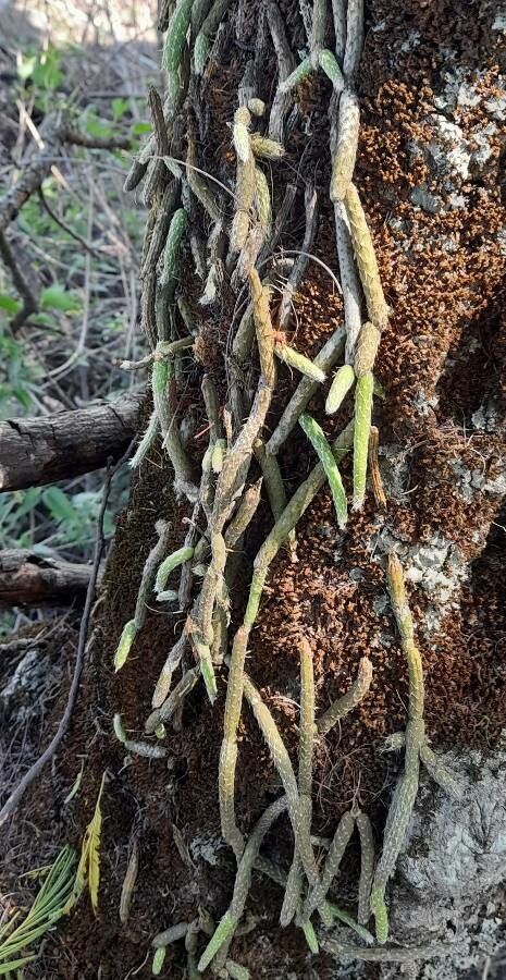 Lepismium lumbricoides habit