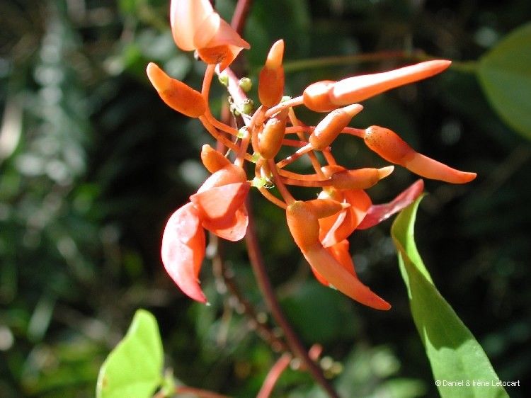 Strongylodon lucidus fruit