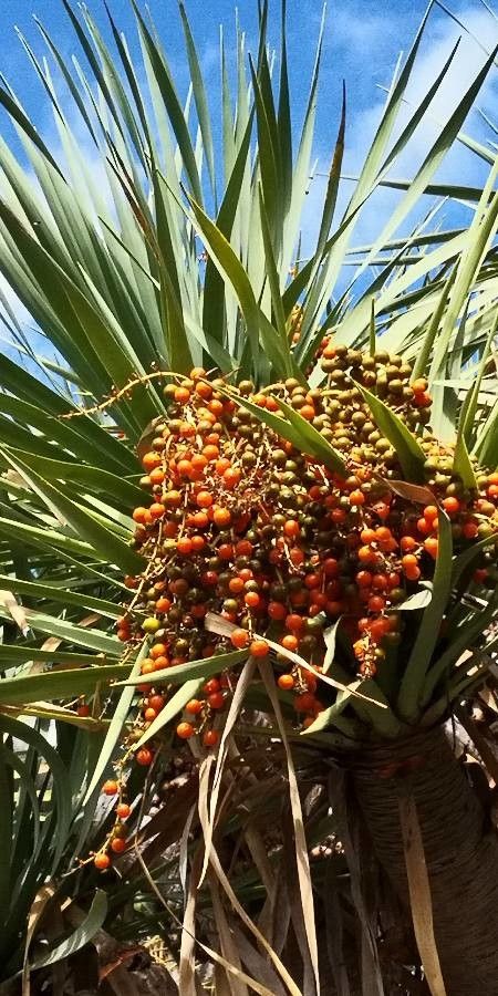 Dracaena tamaranae fruit