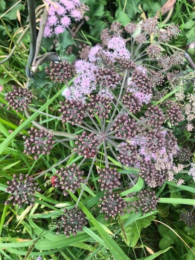 Chaerophyllum hirsutum flower