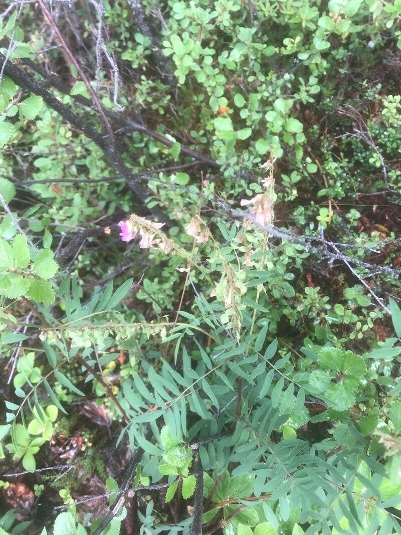 Hedysarum alpinum flower
