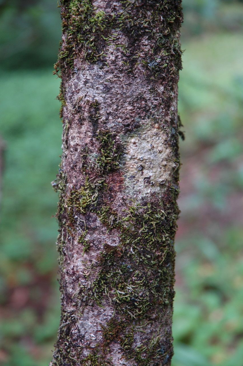 Myrsine lessertiana bark