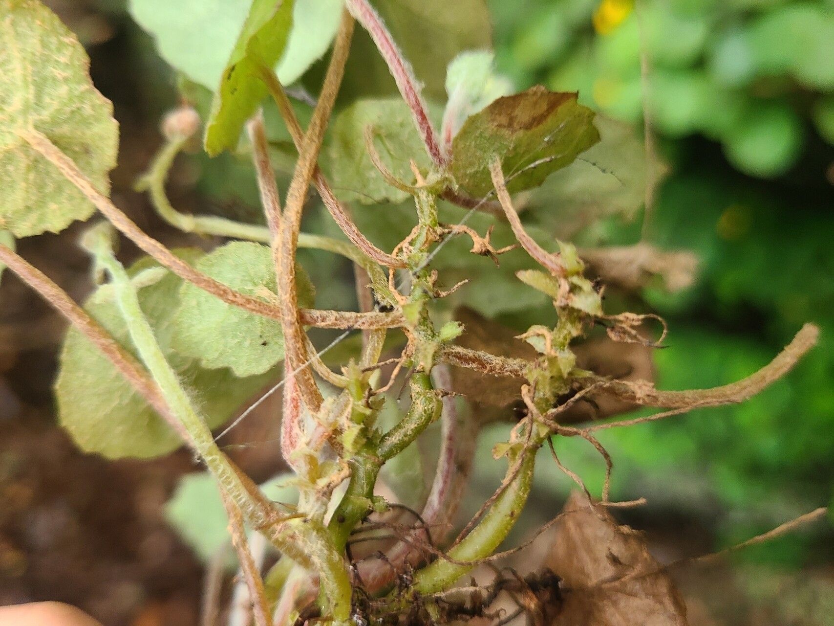Begonia ferramica fruit