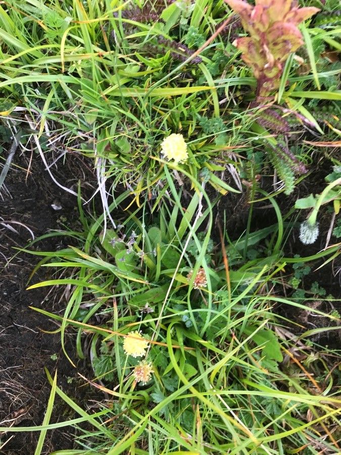 Tofieldia pusilla habit