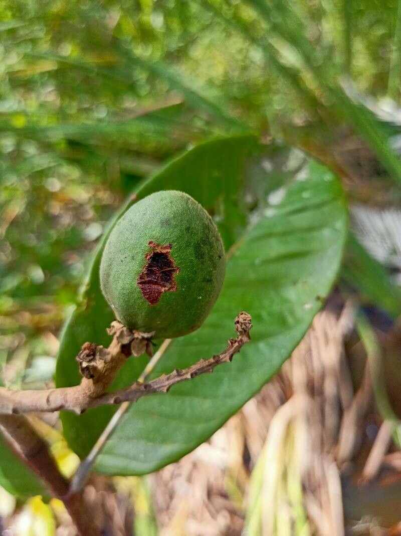 Couepia schottii fruit