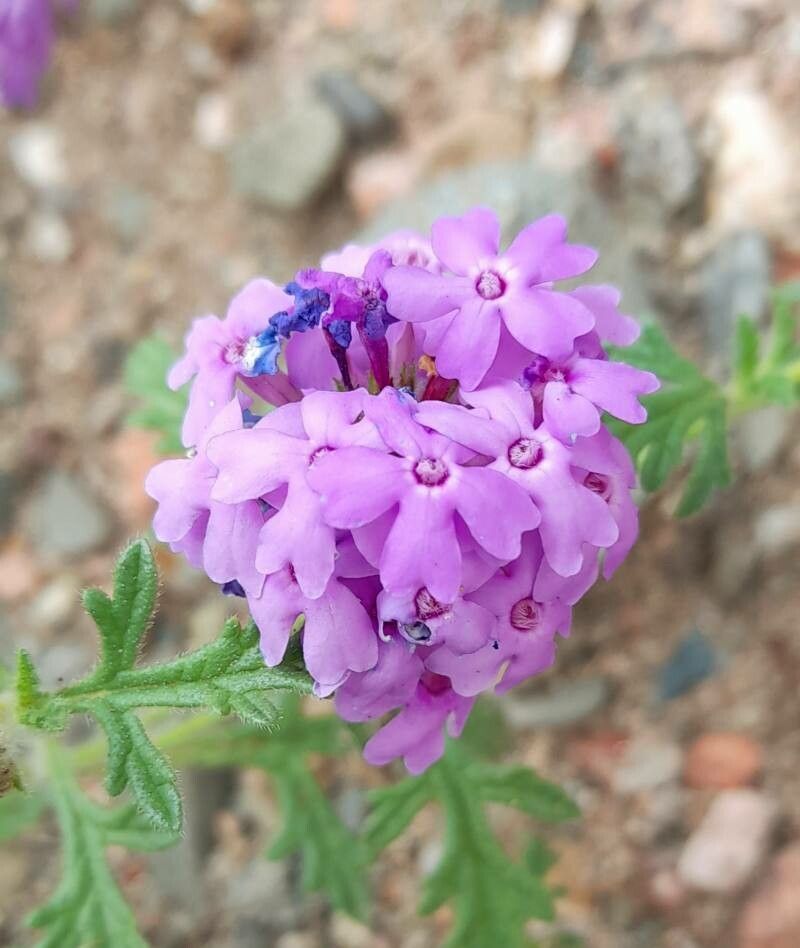 Glandularia venturii flower