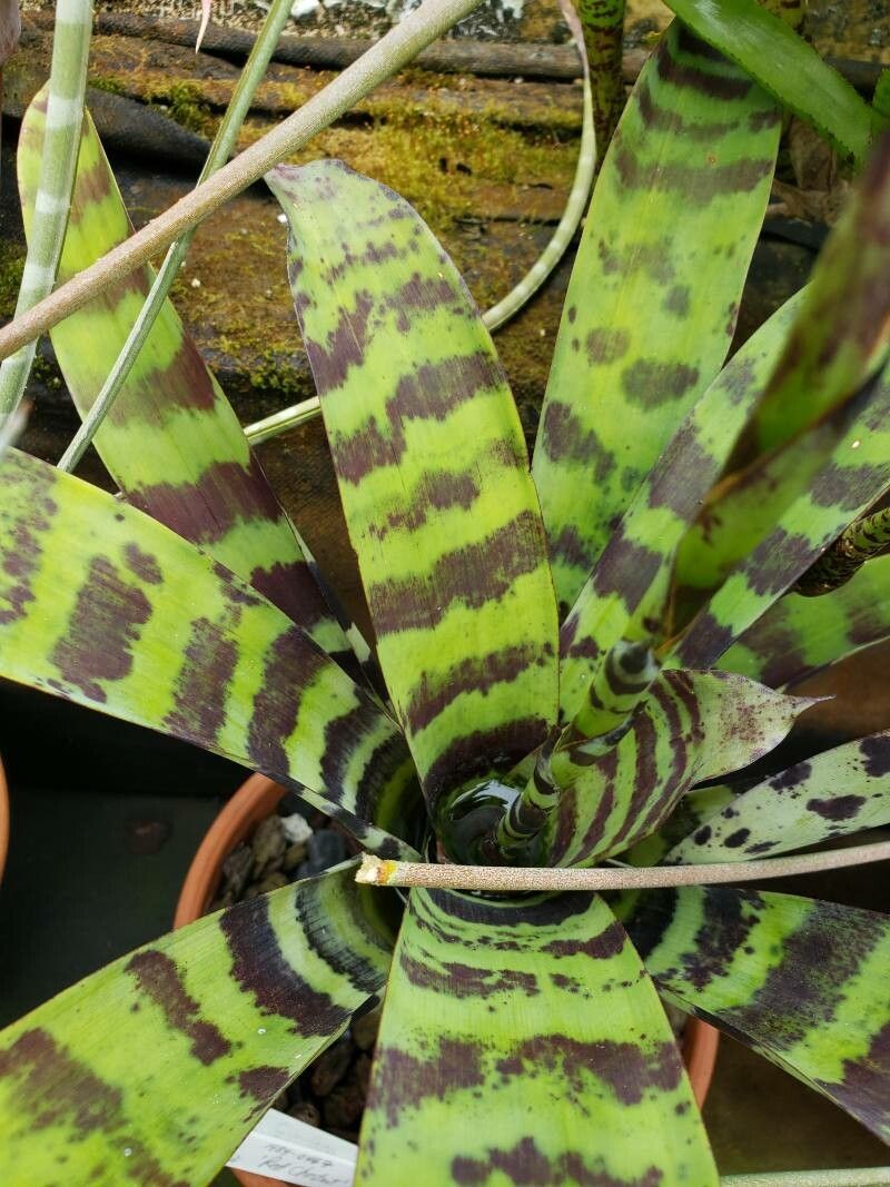 Vriesea fosteriana — search result for 'Vriesea'