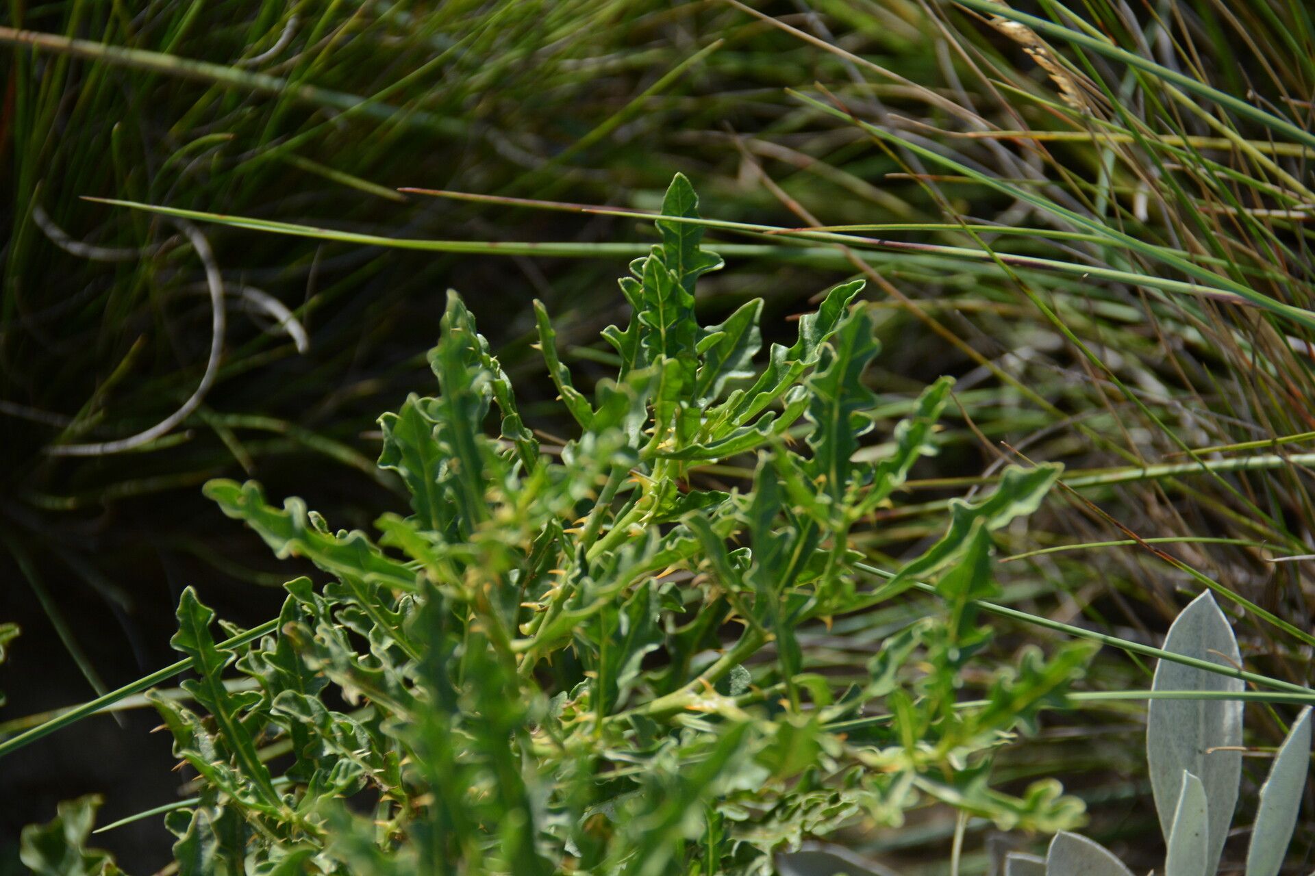 Solanum sodomaeodes — houseplant care guide