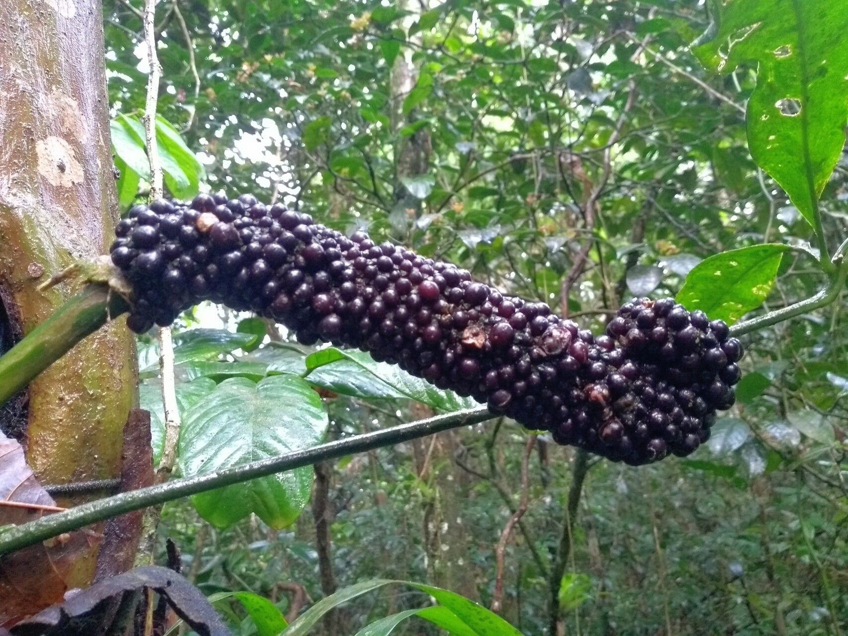 Anthurium sinuatum fruit
