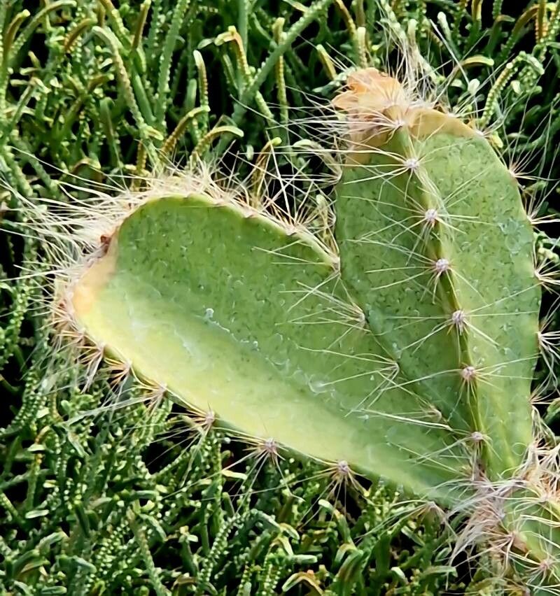 Weberocereus frohningiorum — related species from the same genus