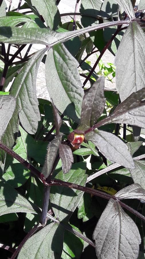 Encelia californica — related species from the same genus