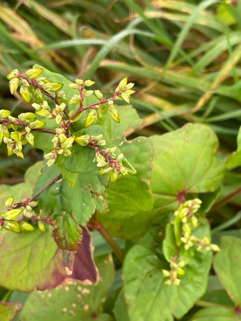 Fagopyrum tataricum fruit