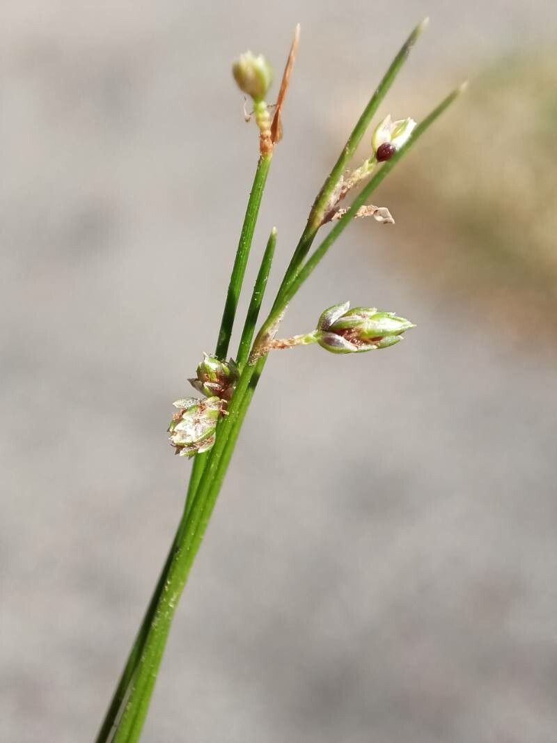 Isolepis setacea flower
