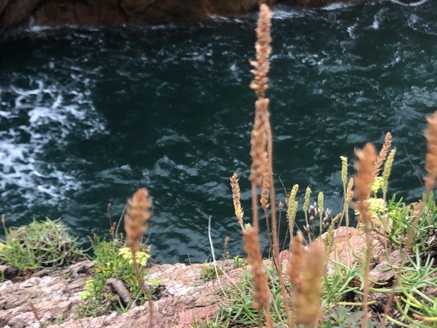 Plantago maritima fruit