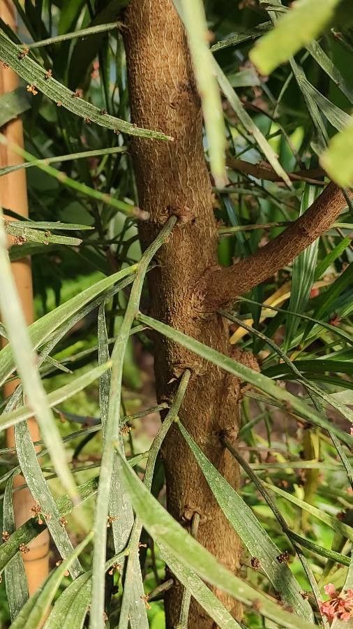 Phyllanthus angustifolius bark