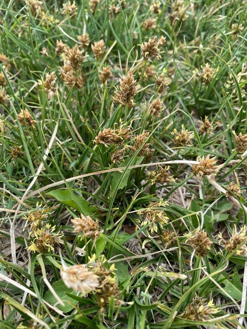 Carex stenophylla flower