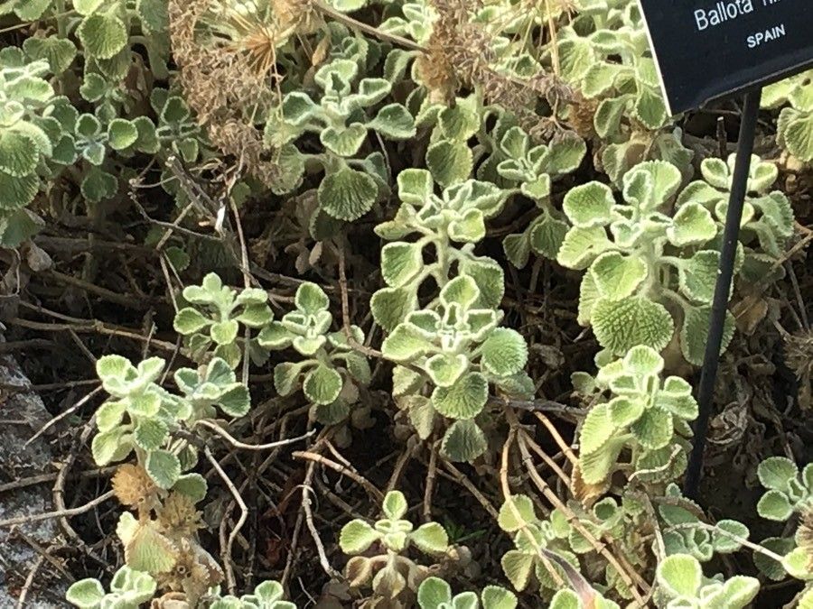 Ballota hirsuta — search result for 'Portugal'